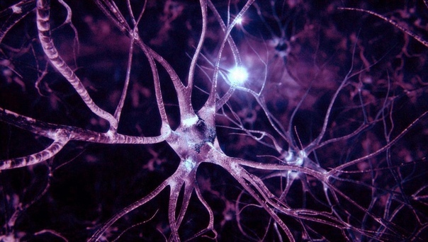 A new type of neuron discovered in the cerebral cortex - The medicine, Brain, Person, Neurons, Gamk