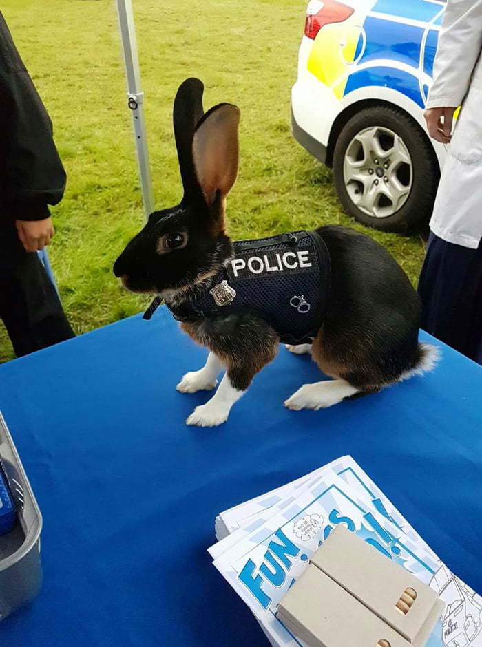 The UK is understaffed - Police, Rabbit