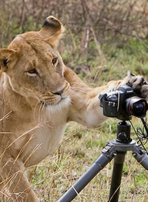 Сейчас вылетит птичка