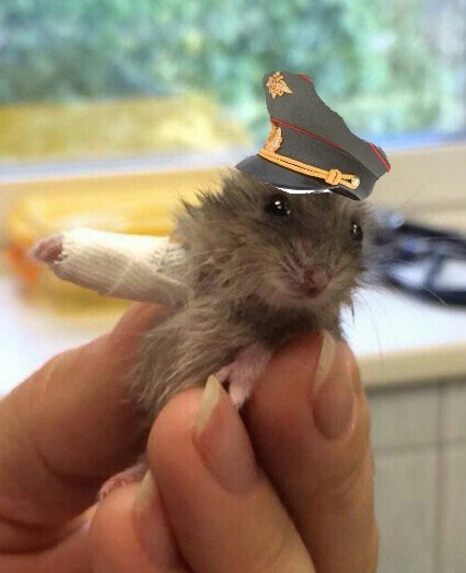 Так выглядит гипс у грызунов