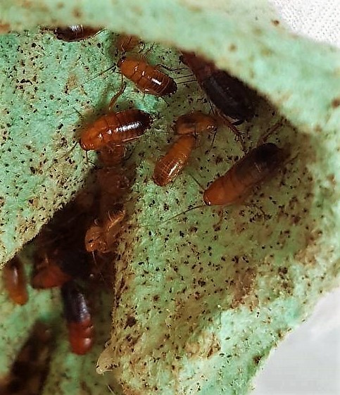 Breeding of fodder insects for songbirds and insectivorous birds - My, Insects, Cockroaches, Marble cockroaches, Turkmen cockroach, Argentine cockroach, Mealworm, Birds, Wagtail, Longpost