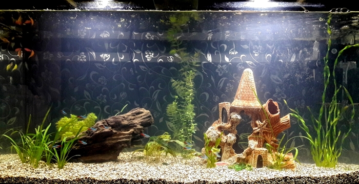 5 months from purchase - Aquarium, My, Longpost, Aquarium fish