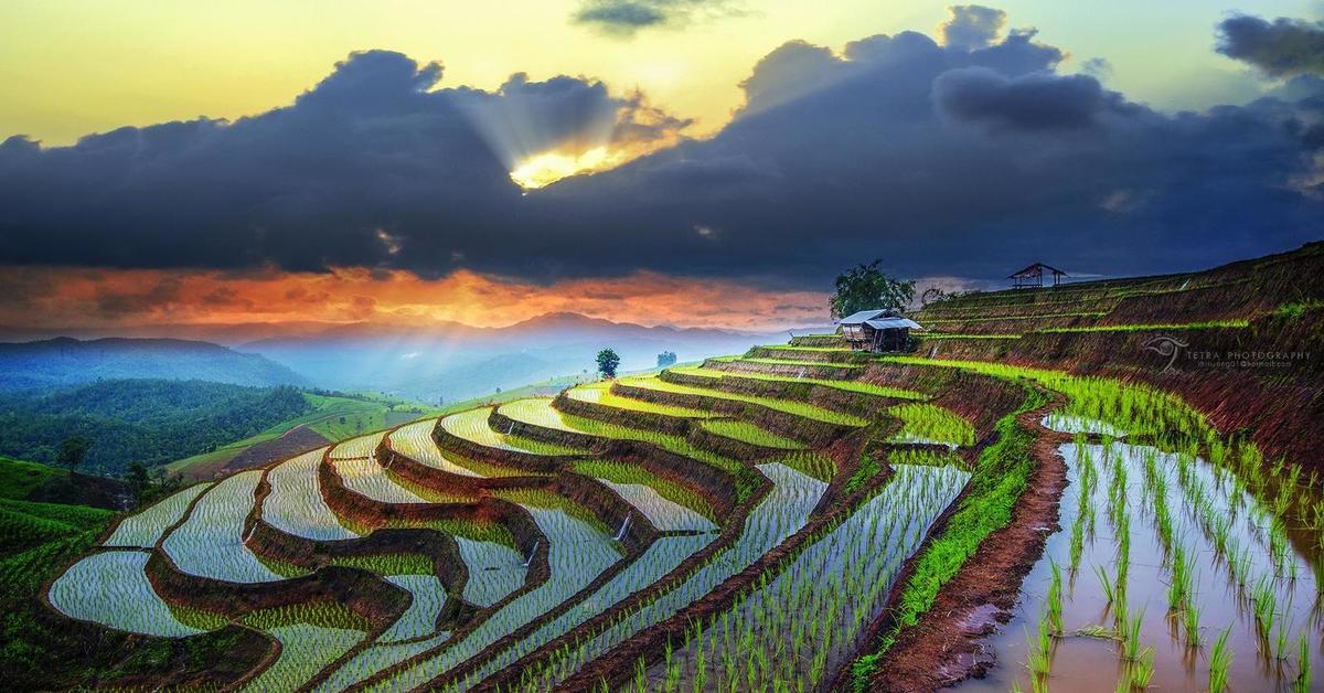 Japan vietnam. Картина Вьетнам. Рисовые поля. Фотошторы рисовое поле. С квадрокоптера Вьетнам рисовые поля.