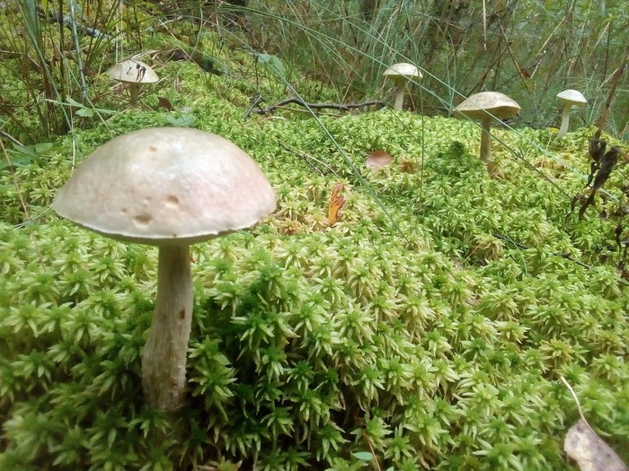 Mushroom season opened, LO - My, Saint Petersburg, Leningrad region, Mushrooms, Borovik, Boletus, Longpost