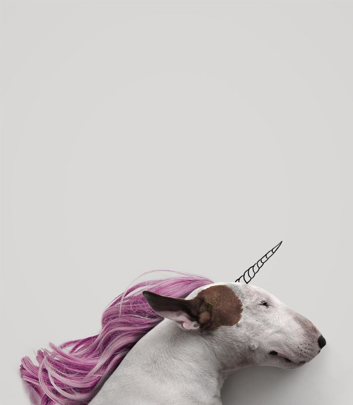 The wife left her husband with nothing, but he was not at a loss and began to photograph his bull terrier - Images, Illustrator, , Dog, Bull terrier, The photo, Humor, Longpost