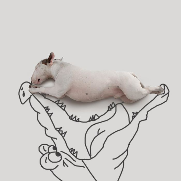 The wife left her husband with nothing, but he was not at a loss and began to photograph his bull terrier - Images, Illustrator, , Dog, Bull terrier, The photo, Humor, Longpost