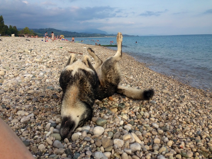 When the wolf is resting on the sea, not you - My, Sea, Beach, Vacation, Abkhazia, Dog, Wolf, Fearfully, Stress