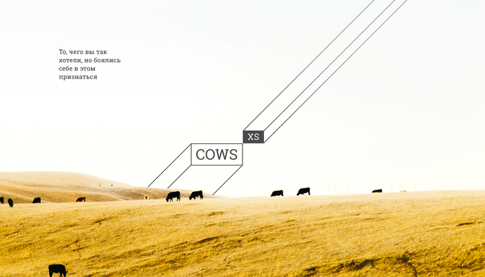 Cows XS , , , , 