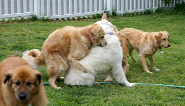 Dog gardens. - Dog, , Partially mine, , Longpost