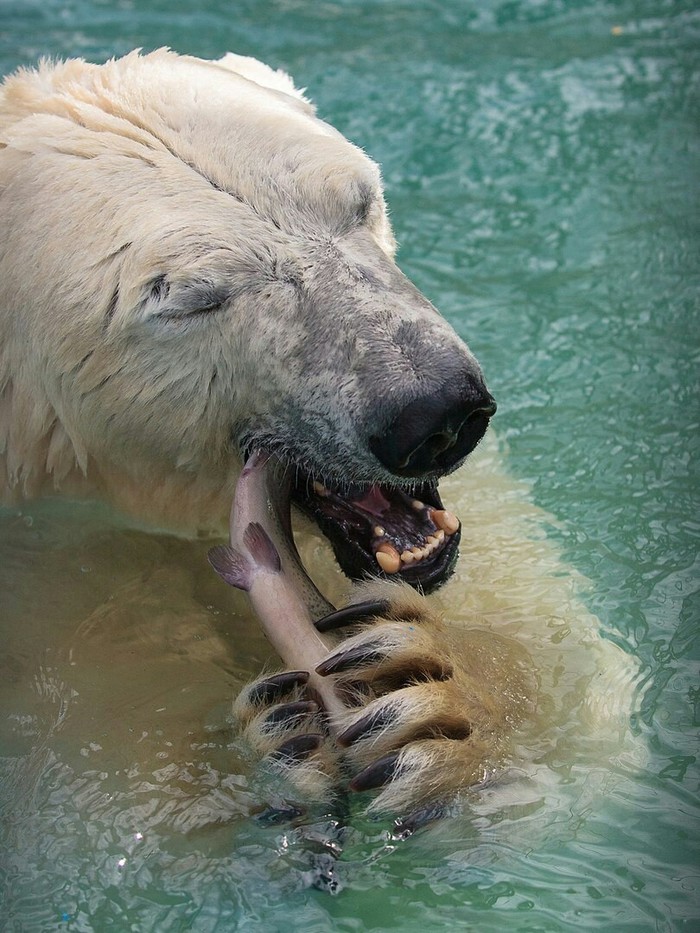 Bon appetit for breakfast everyone! - Polar bear, Breakfast