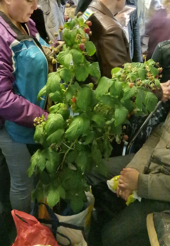 ������ � ��������� �����