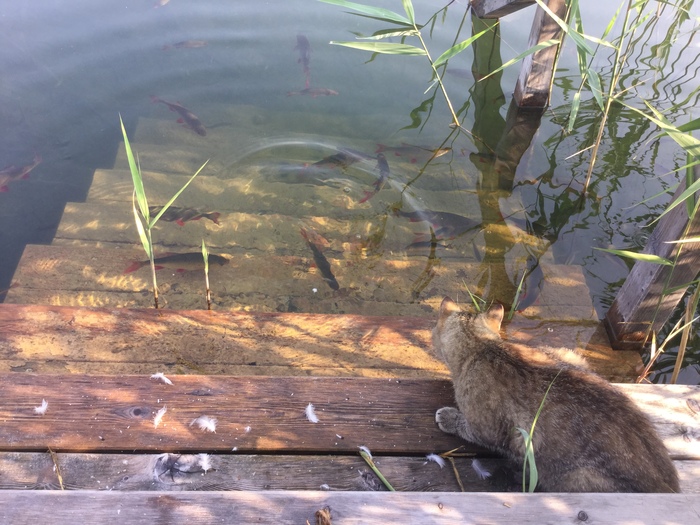 Battle of ducks against fish - My, cat, , Animals, Lake, Video