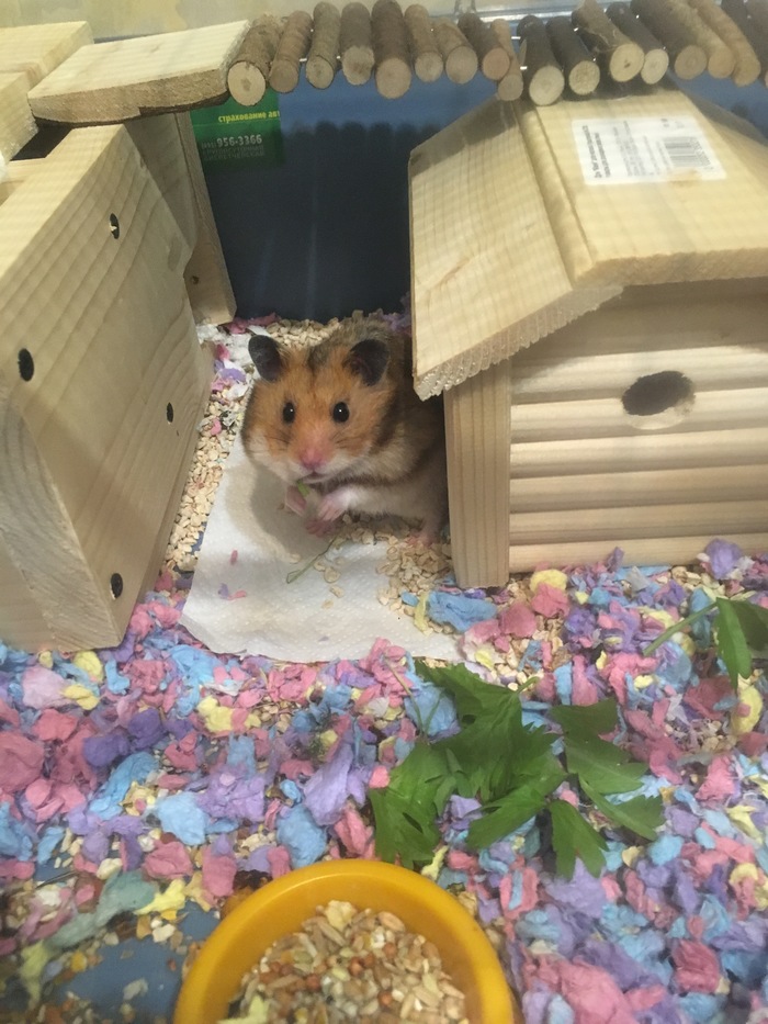 My pet - My, Hamster, Syrian hamster, Longpost