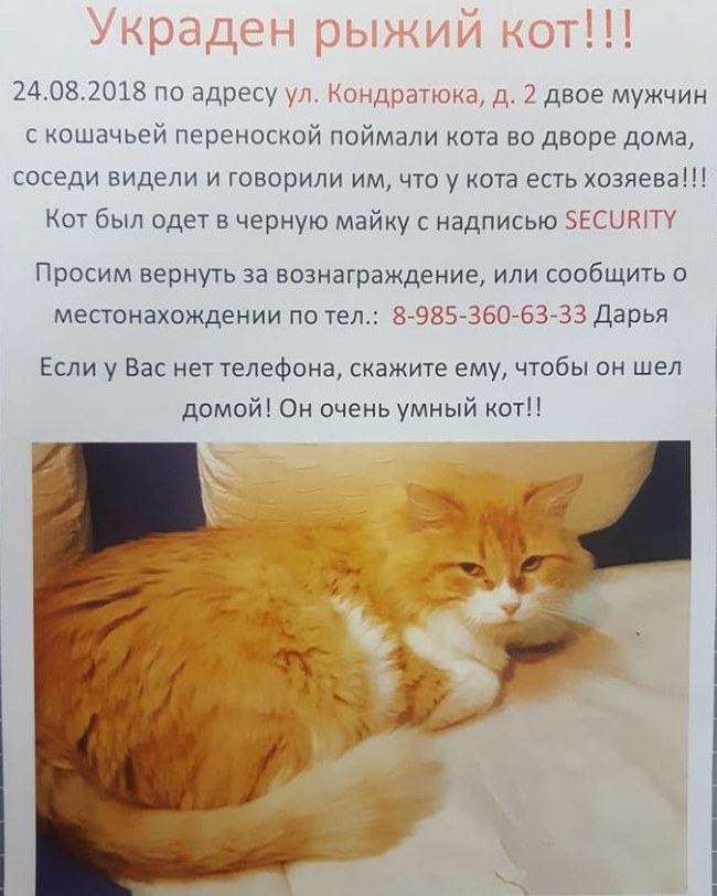 Help me find!!! - My, Lost, cat, Longpost, Lost cat, Moscow, Help me find, No rating