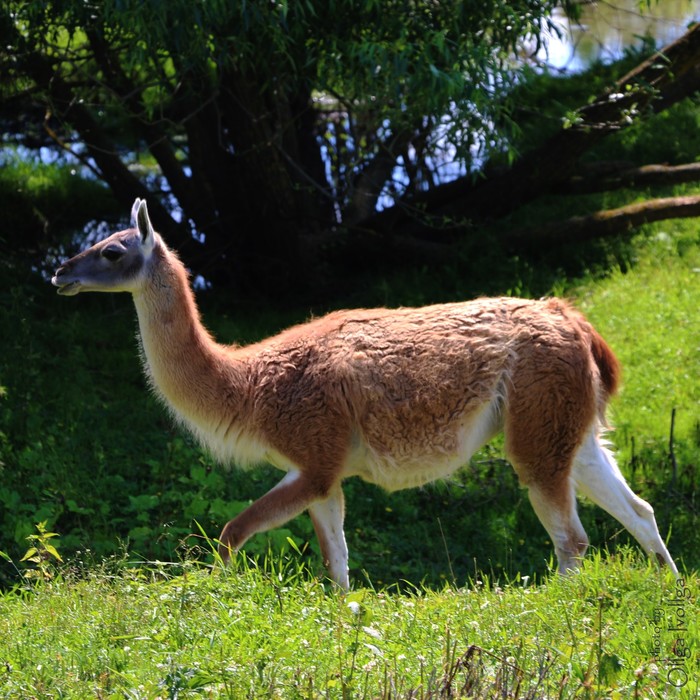 Guanaco - My, Guanaco, The photo, Animals, Nature, Mammals