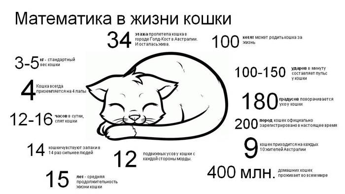 Cats and numbers or hello school - My, cat, Project, Poster, Numbers, Statistics, Mathematics, School, Parents and children