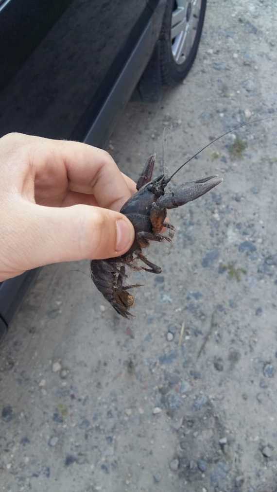 Cancer named Vitalya - My, Crayfish, Morning, Kindness, Longpost