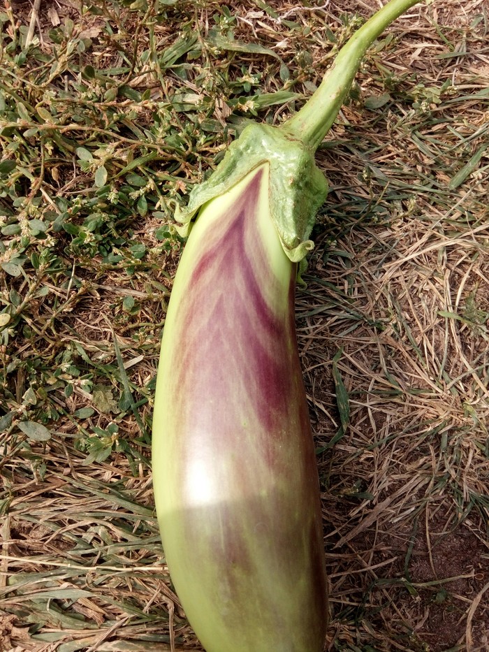How the eggplant ripens - My, Harvest, Eggplant