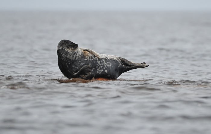 Farewell, Kurgalsky reserve. - Kurgalsky Nature Reserve, Nord Stream-2, Ladoga seal, Protection of Nature