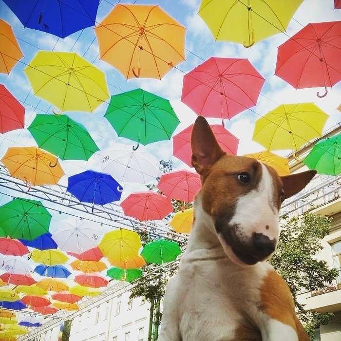 Stay under my umbrella! - My, MiniBul terrier, Dog, Minibull