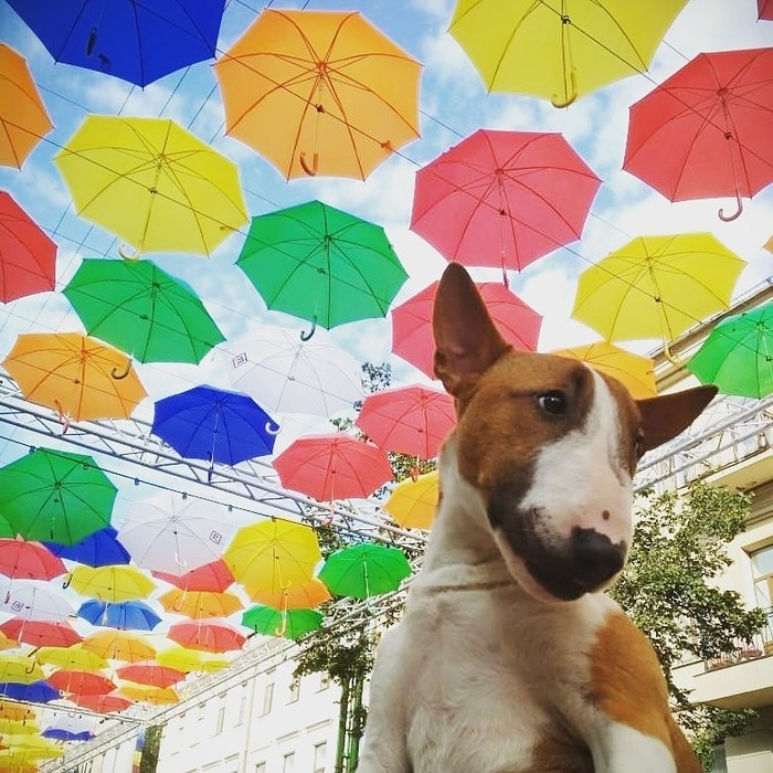 Stay under my umbrella! - Моё, Минибультерьер, Собака, Минибуль