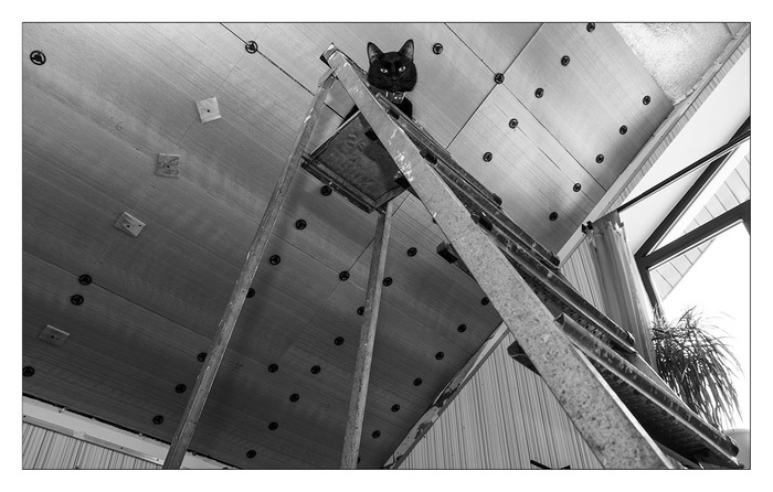 "Не шалю, никого не трогаю, починяю примус."