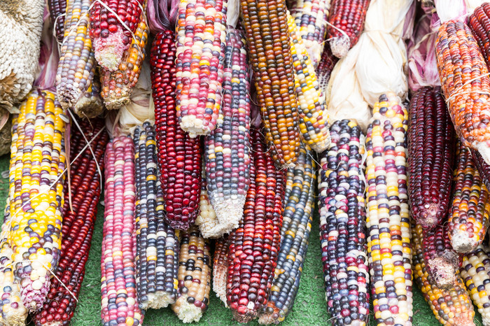 Corn mosaic - Corn, beauty, Vegetables, Harvest, Cop