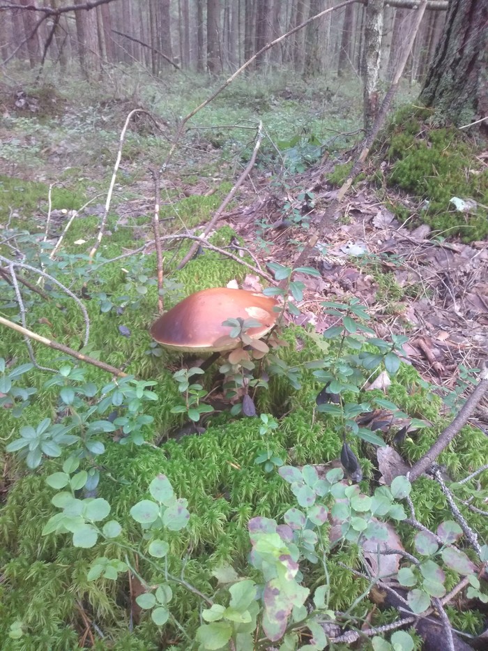 Quiet hunting. - My, Mushrooms, Walk in the woods, Longpost