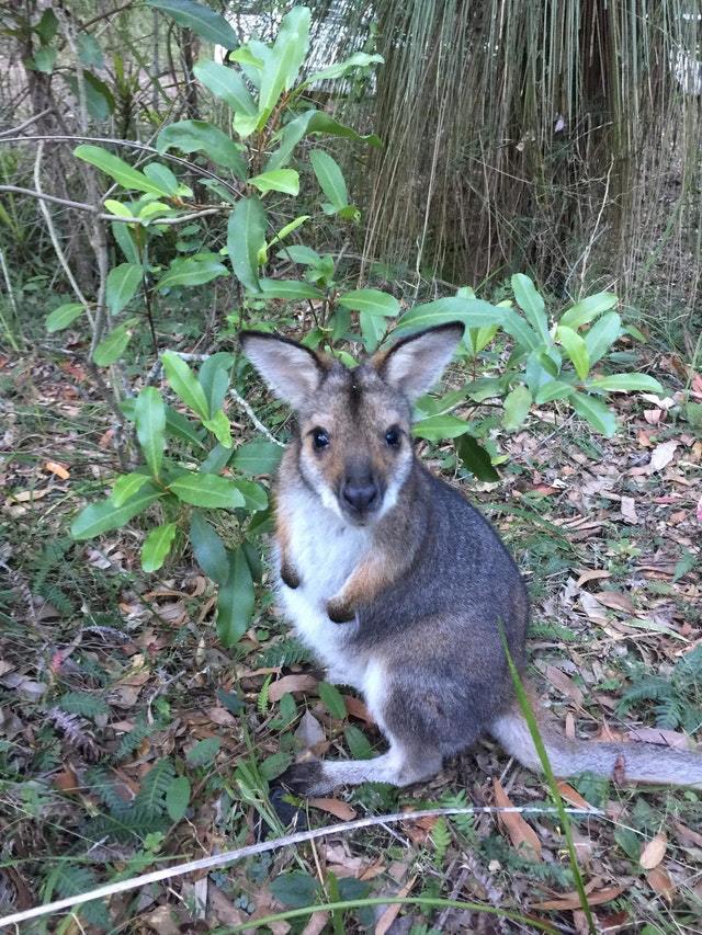 little wallaby - Wallaby, Animals, Milota, Reddit