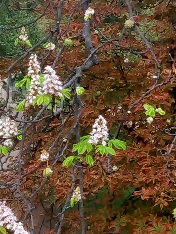 Is spring back? - Chestnut, Longpost, Bloom