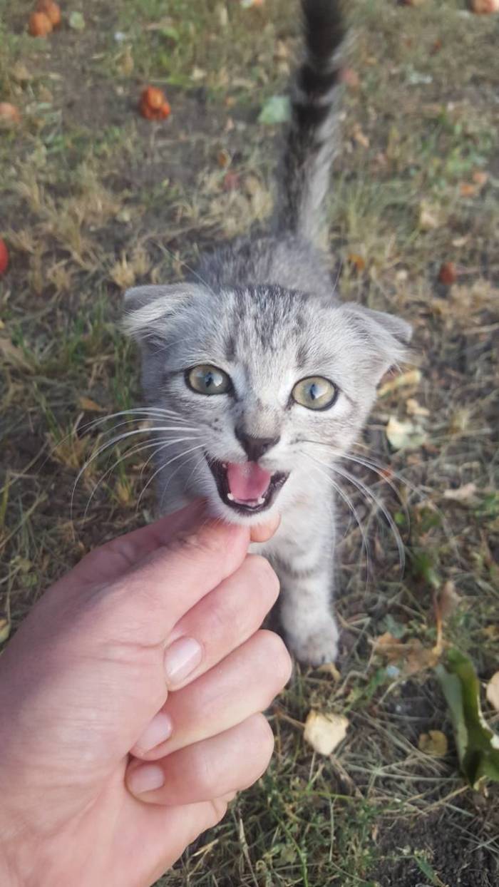 Foundling - My, cat, Lop-eared