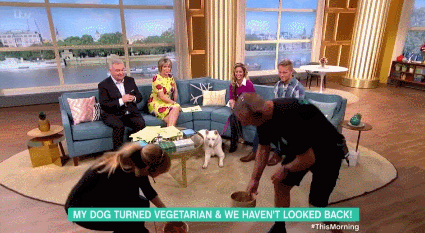 Woman claims her dog has become a vegetarian and doesn't want to eat meat anymore - Vegetables, Dog, GIF, My master is an idiot, Vegetarianism
