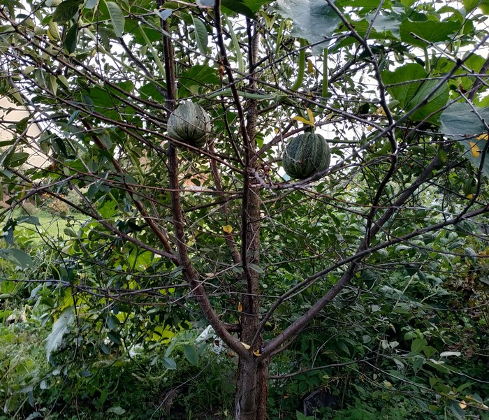 Чудеса селекции.