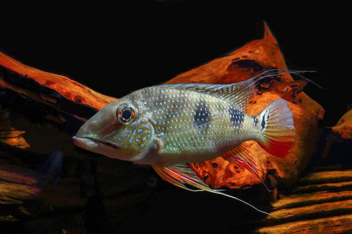 Satanoperca daemon (Satanoperca demon) - Cichlids, Aquarium fish