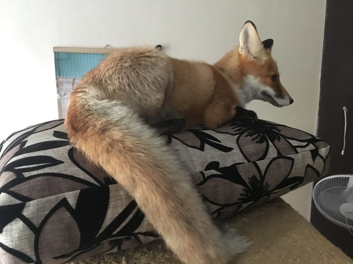 Fox on the pillow - My, Fox, Pet, Domestic fox, Animals, Pets