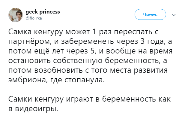 Кенгуру - Twitter, Скриншот, Кенгуру, Беременность