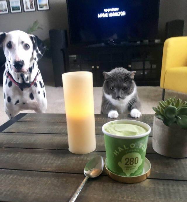 You eat, we just watch... - cat, Dog, Food