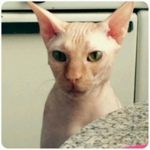 Meet Patrick - My, Sphinx, cat, Sight, Longpost