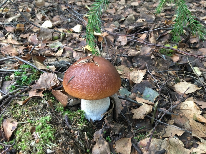 Finally, I escaped for mushrooms.)) - My, Mushrooms, Silent hunt, beauty, Longpost