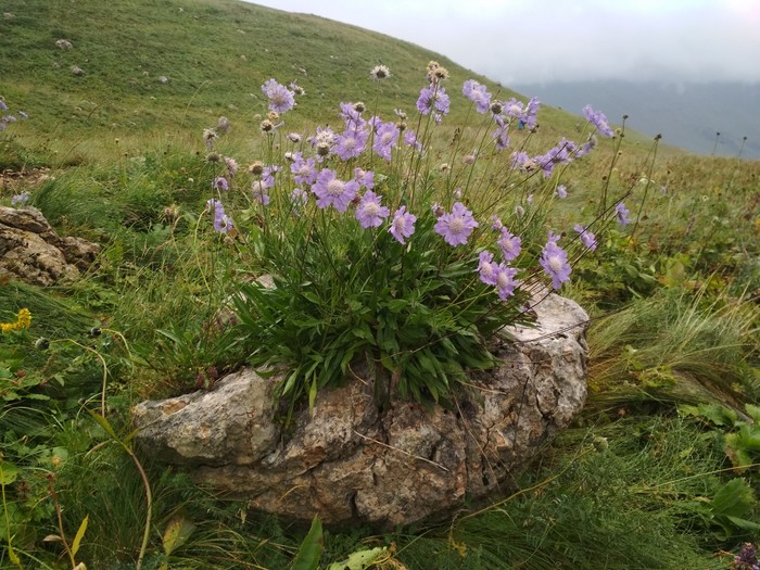 Caucasian Natural Biosphere Reserve (2) - My, Nature, Flowers, Tourism, The photo, Longpost