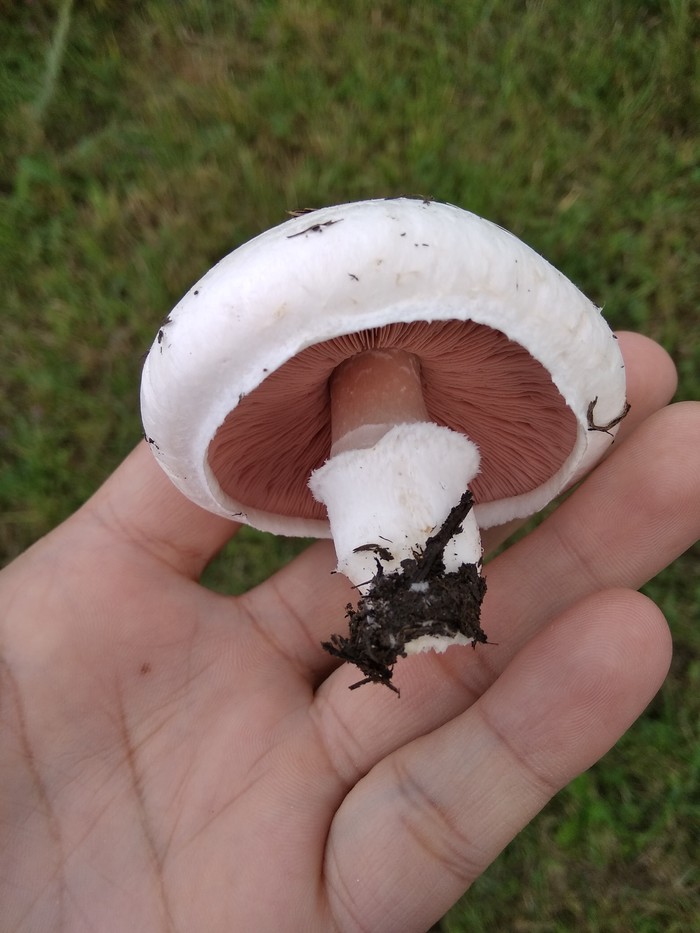 mushroom season. - My, Mushrooms, Nature, Kazakhstan, A1, Sky, Longpost