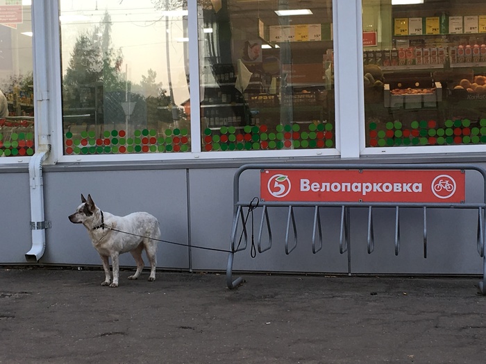 Припаркован - Парковка, Фотография, Моё, Собака