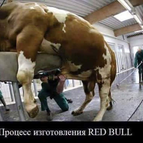 RED BULL, inspires))) - Sperm, Bull, Red bull