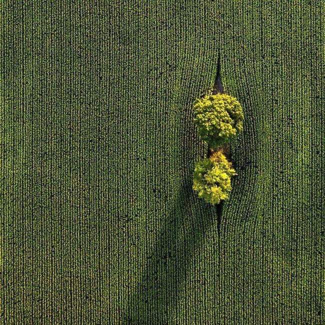 Field in Canada - Field, Tree, The photo, Quadcopter