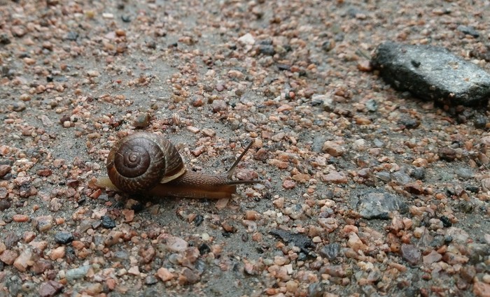 Morning, let's go... - My, Snail, Nature, Morning