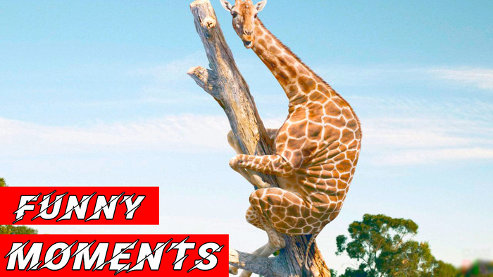 Funny moments & Crazy FAILS from people and Animals! - Funny movie, Юмор