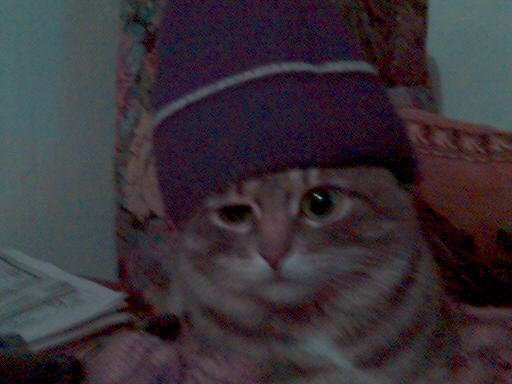 Kuzma and hat) - My, cat, Cap, Old photo, Nostalgia