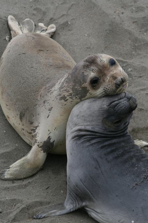 Seals of tenderness - Seal, Pinnipeds, Animals, Milota, Tenderness