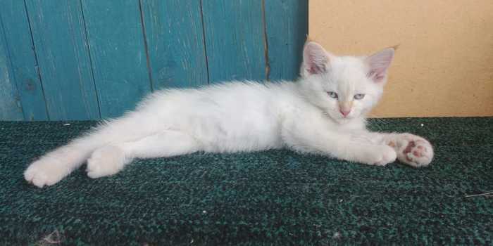 Blue-eyed blonde is looking for a pink house - Moscow, Sergiev Posad, Kittens, Catomafia, In good hands, Help, Good league, cat