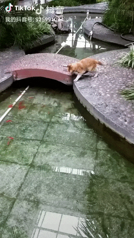 Hunter - cat, , furry hunter, Swimming pool, , GIF, A fish